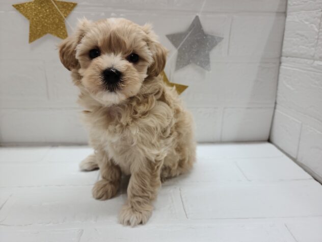 福島県のハーフ犬・ミックス犬 (アミーゴ郡山南店/2025年2月21日生まれ/女の子/アプリコット)の子犬